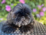 2 chiots Shih Tzu noirs non LOF disponibles &agrave; la vente