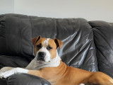 Recherche mâle Amstaff pour saillie