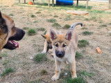 Chiots Loup Tchèque croisé Malinois à vendre