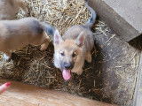 Chiots Loup Tchèque croisé Malinois à vendre