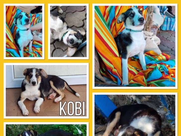 Kobi, chien de type berger à l'adoption