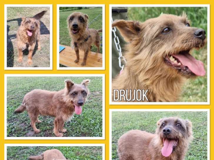 Drujok, chien à l'adoption