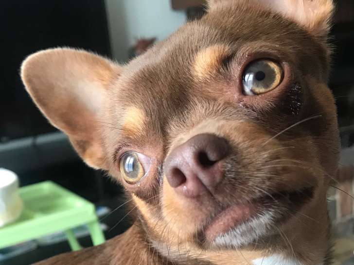 Mâle Chihuahua cherche femelle pour saillie