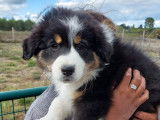 Topaz chiot femelle Berger Australien LOF &agrave; vendre