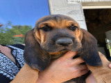 Chiots Bruno Saint-Hubert Français à vendre