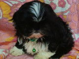 Chiots de type Shih Tzu à vendre (4 mâles)