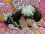 Chiots de type Shih Tzu à vendre (4 mâles)