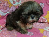 Chiots de type Shih Tzu à vendre (4 mâles)