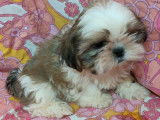 Chiots de type Shih Tzu à vendre (4 mâles)