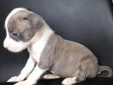 Chiots Amstaff LOF à vendre
