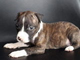 Chiots Amstaff LOF à vendre