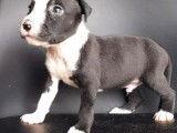 Chiots Amstaff LOF à vendre