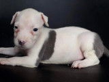 Chiots Amstaff LOF à vendre