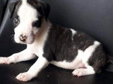 Chiots Amstaff LOF à vendre