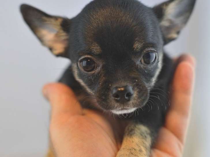 Disponibles à la vente : 7 chiots Chihuahuas non LOF