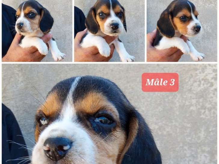 5 chiots Beagles non LOF à réserver 2 femelles et 3 mâles