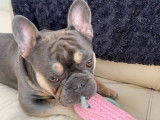 Bouledogue Français bleu tan disponible pour saillie