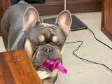 Bouledogue Français bleu tan disponible pour saillie