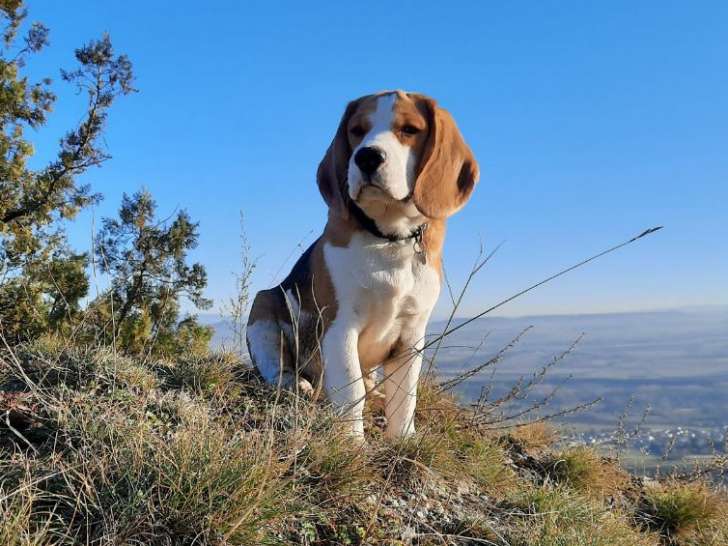 Mâle Beagle de 1 an, LOF tricolore, disponible pour saillie
