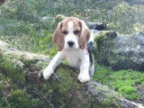 Mâle Beagle de 1 an, LOF tricolore, disponible pour saillie