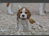 Mâle Beagle de 1 an, LOF tricolore, disponible pour saillie