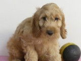Chiots Cockapoo (Cocker croisés Caniche) à vendre