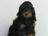 Chiots Cockapoo (Cocker croisés Caniche) à vendre