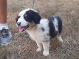 4 chiots Bergers Australiens LOF en vente merle ou tricolores