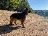 Berger Allemand LOF pour saillie