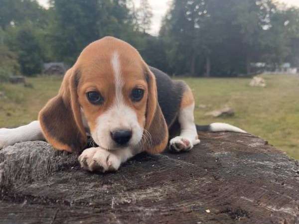 À vendre : 6 chiots Beagles tricolores non LOF