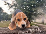 À vendre : 6 chiots Beagles tricolores non LOF