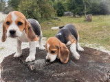 À vendre : 6 chiots Beagles tricolores non LOF