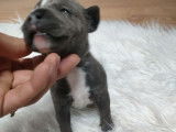 À réserver : 8 chiots Staffordshire Bull Terriers LOF