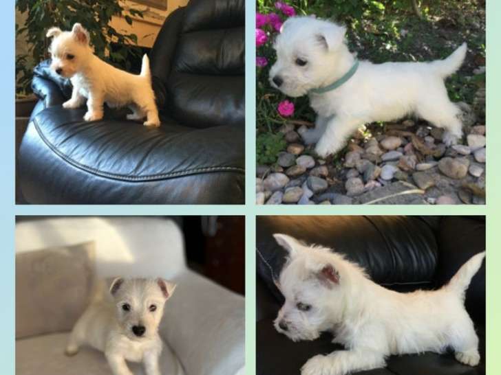 2 chiots West Highland White Terriers LOF à vendre