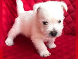 2 chiots West Highland White Terriers LOF à vendre