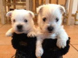 2 chiots West Highland White Terriers LOF à vendre