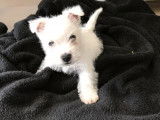 2 chiots West Highland White Terriers LOF à vendre