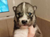 Deux chiots Huskies Sibériens non LOF à réserver