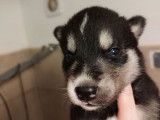 Deux chiots Huskies Sibériens non LOF à réserver