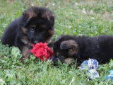 Réservation pour 5 chiots Bergers Allemands LOF