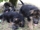 Réservation pour 5 chiots Bergers Allemands LOF