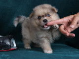 Des chiots Spitz Poméraniens non LOF à réserver