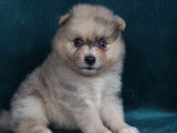 Des chiots Spitz Poméraniens non LOF à réserver