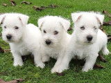 Des chiots Westies LOF