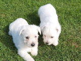 Des chiots Westies LOF