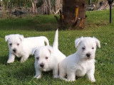 Des chiots Westies LOF