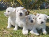 Des chiots Westies LOF