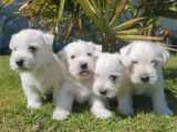 Des chiots Westies LOF