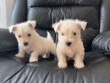 Des chiots Westies non LOF à vendre