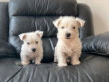 Des chiots Westies non LOF à vendre